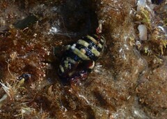 Engina zonalis