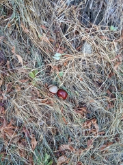 Aesculus californica