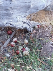 Aesculus californica