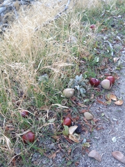Aesculus californica