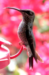 Heliodoxa leadbeateri