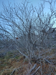 Aesculus californica