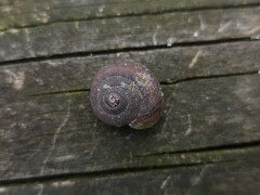 Sauroconcha jervisensis