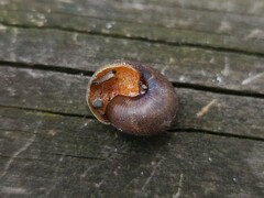 Sauroconcha jervisensis