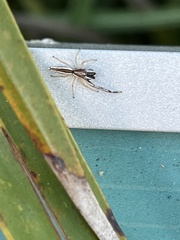 Hentzia grenada