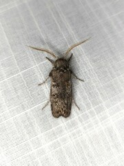 Cryptophasa irrorata