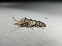 Cryptophasa irrorata