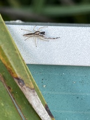 Hentzia grenada