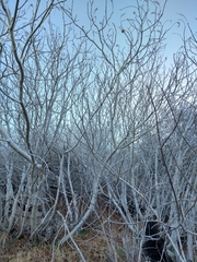 Aesculus californica