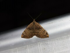 Chrysolarentia mecynata