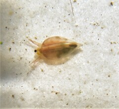 Daphnia