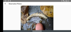 Arthrophaga myriapodina