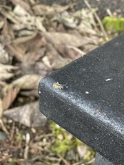 Galapaganus howdenae