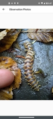 Arthrophaga myriapodina