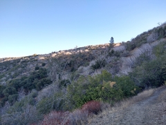 Aesculus californica