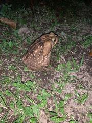 Rhinella horribilis