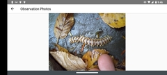 Arthrophaga myriapodina