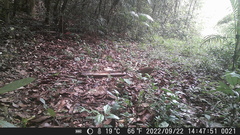 Crypturellus obsoletus