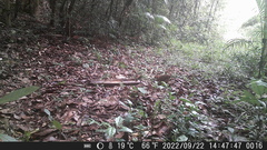 Crypturellus obsoletus