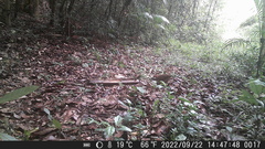 Crypturellus obsoletus