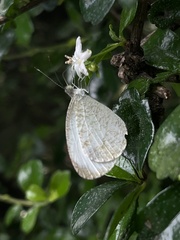 Leptosia nina