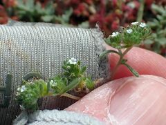 Eremocarya micrantha