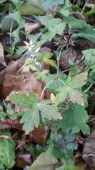 Geranium thunbergii