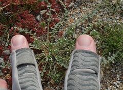 Eremocarya micrantha