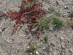 Eremocarya micrantha