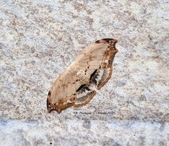 Thymistadopsis albidescens