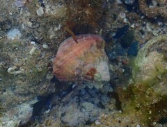 Astralium tentoriiforme
