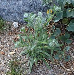 Cryptantha barbigera barbigera