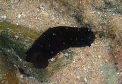 Dendrodoris nigra