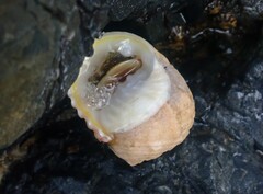 Nerita plicata