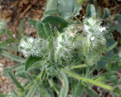 Cryptantha barbigera barbigera