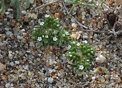 Eremocarya micrantha