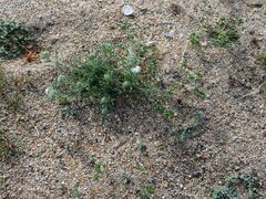 Eremocarya micrantha