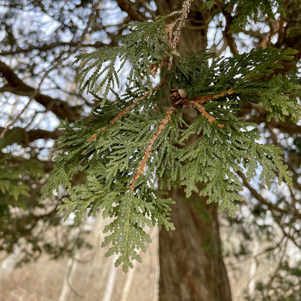 northern whitecedar from St James Church Rd, Avonmore, PA, US on