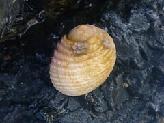 Nerita plicata