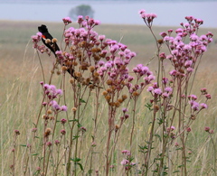 Campuloclinium macrocephalum