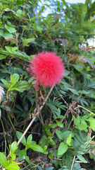 Calliandra haematocephala