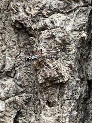 Xanthocryptus novozealandicus