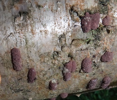 Jackrogersella multiformis image