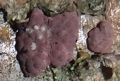 Jackrogersella multiformis image