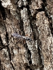 Xanthocryptus novozealandicus