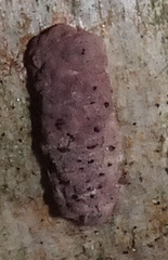 Jackrogersella multiformis image