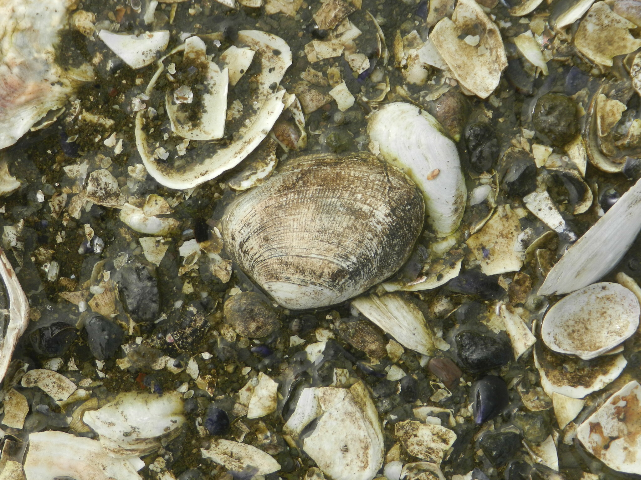 Ruditapes philippinarum (A.Adams & Reeve, 1850)