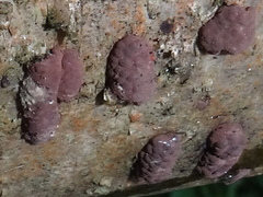 Jackrogersella multiformis image
