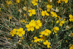 Psilostrophe cooperi