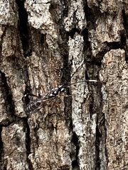 Xanthocryptus novozealandicus